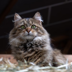 Chat ? by NataFranceAuvergne-7